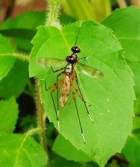 Rainieria