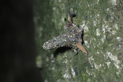 Striglocyrbasia meguae