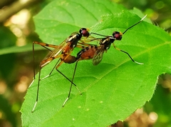 Rainieria