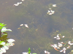 Hydrilla verticillata