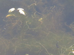 Hydrilla verticillata