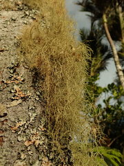Usnea baileyi
