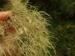 Usnea baileyi