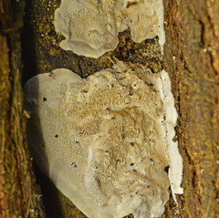 Antrodiella