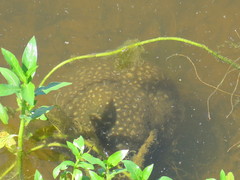 Pectinatella magnifica