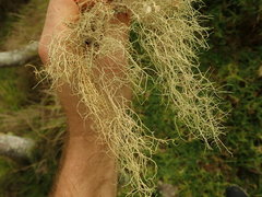 Usnea baileyi
