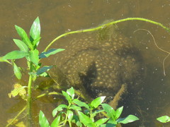 Pectinatella magnifica