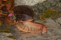 Lissachatina immaculata