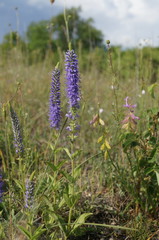 Veronica steppacea