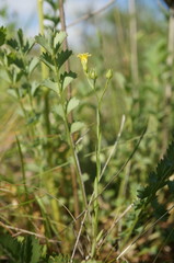 Linum corymbulosum