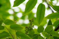Bursera jerzyi