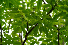 Bursera jerzyi