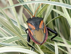 Oncomeris flavicornis