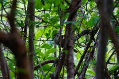 Turdus grayi