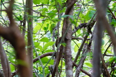 Turdus grayi