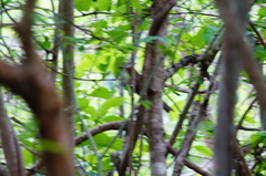 Turdus grayi