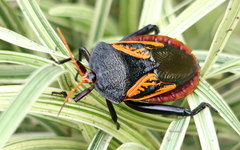 Oncomeris flavicornis