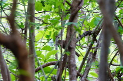 Turdus grayi