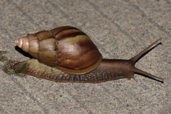 Lissachatina fulica