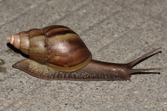 Lissachatina fulica