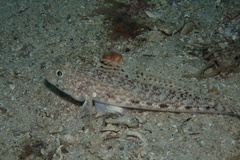 Gobius geniporus