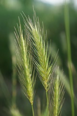 Hordeum secalinum