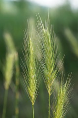 Hordeum secalinum