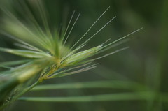 Hordeum secalinum
