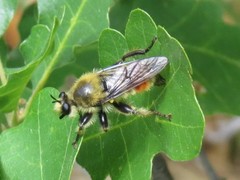 Laphria fernaldi