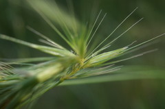 Hordeum secalinum