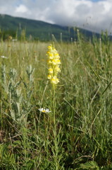 Linaria biebersteinii