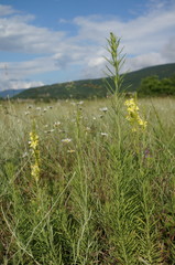 Linaria biebersteinii