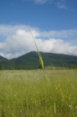 Triticum monococcum boeoticum