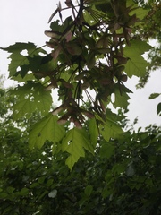 Acer rubrum