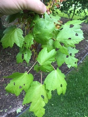 Acer rubrum