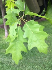 Quercus rubra