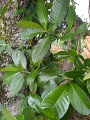 Tabernaemontana alba