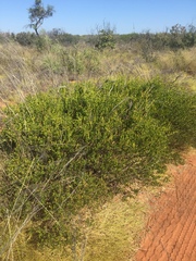 Acacia stellaticeps