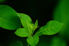 Schematiza collaris