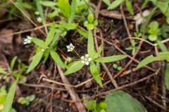 Moehringia macrophylla