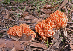 Ramaria anziana