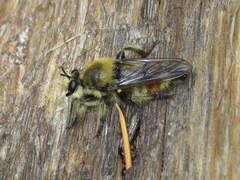 Laphria fernaldi