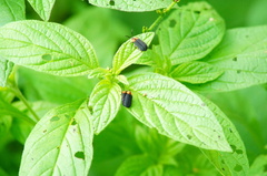 Schematiza collaris