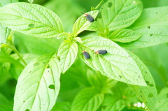 Schematiza collaris