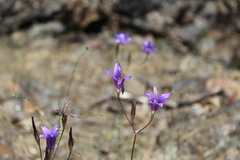 Brodiaea elegans