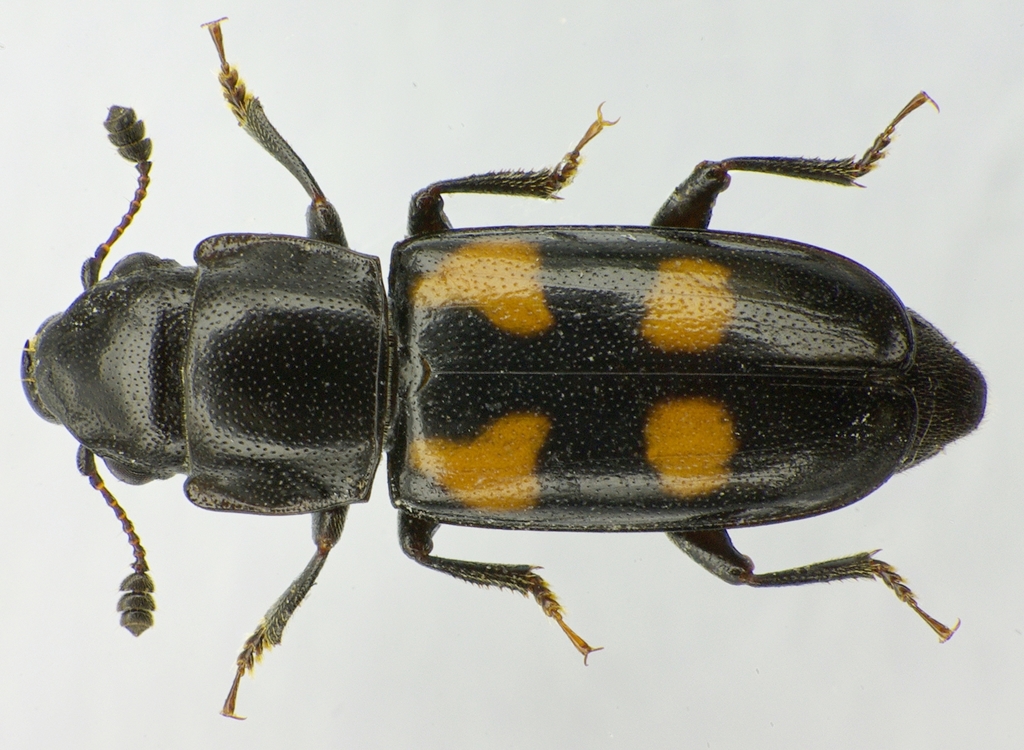European Bark Beetle Predator