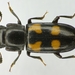 Glischrochilus quadripunctatus - Photo (c) Siga,  זכויות יוצרים חלקיות (CC BY-SA)