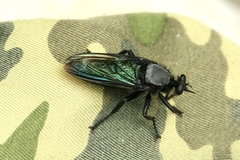 Microstylum oberthurii