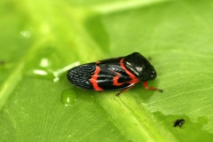 Okiscarta uchidae