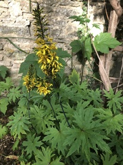 Ligularia przewalskii
